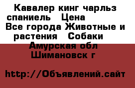 Кавалер кинг чарльз спаниель › Цена ­ 50 000 - Все города Животные и растения » Собаки   . Амурская обл.,Шимановск г.